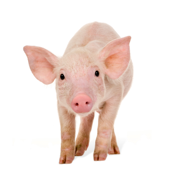 pig